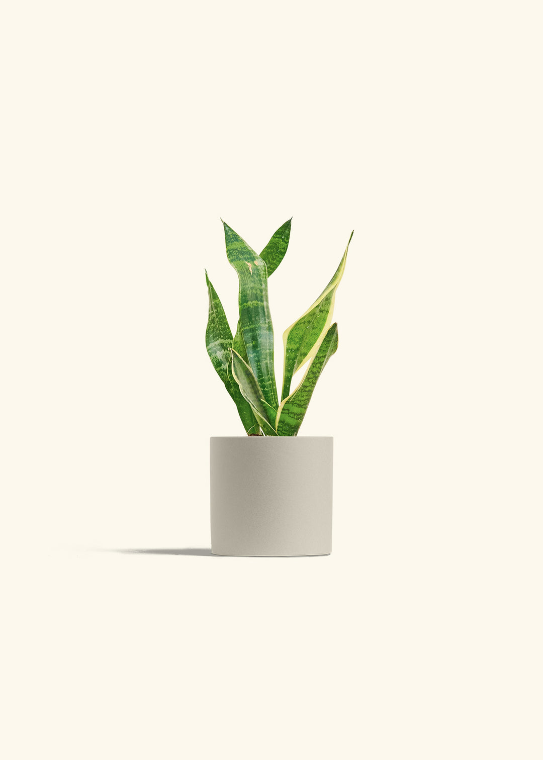 Snake Plant Laurentii in a 4 inches Oat Classic Cylinder Planter 
