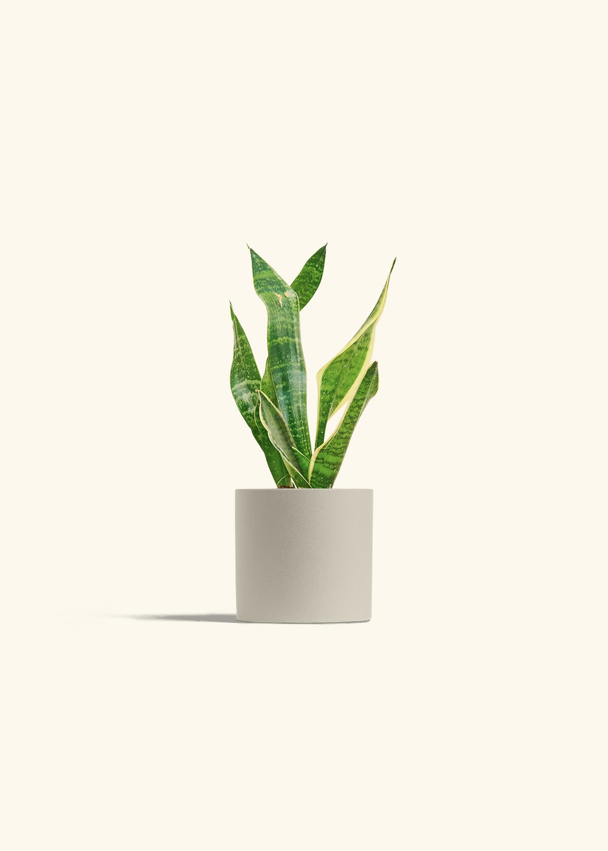 Snake Plant Laurentii in a 4 inches Oat Classic Cylinder Planter 