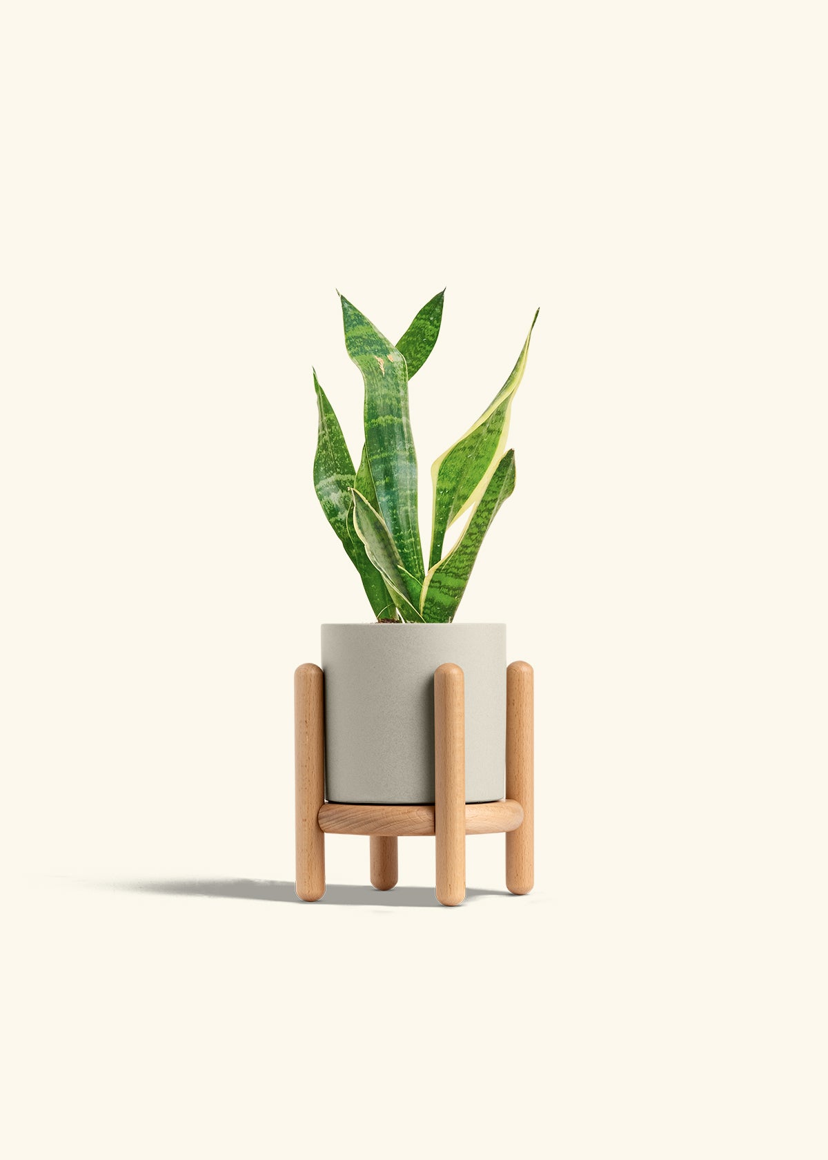 Snake Plant Laurentii in a 4 inches Oat Classic Cylinder Planter in a Beech Wood Stand