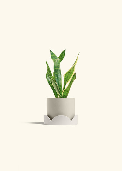 Snake Plant Laurentii in a 4 inches Oat Classic Cylinder Planter in a Oat Petal Drip Tray