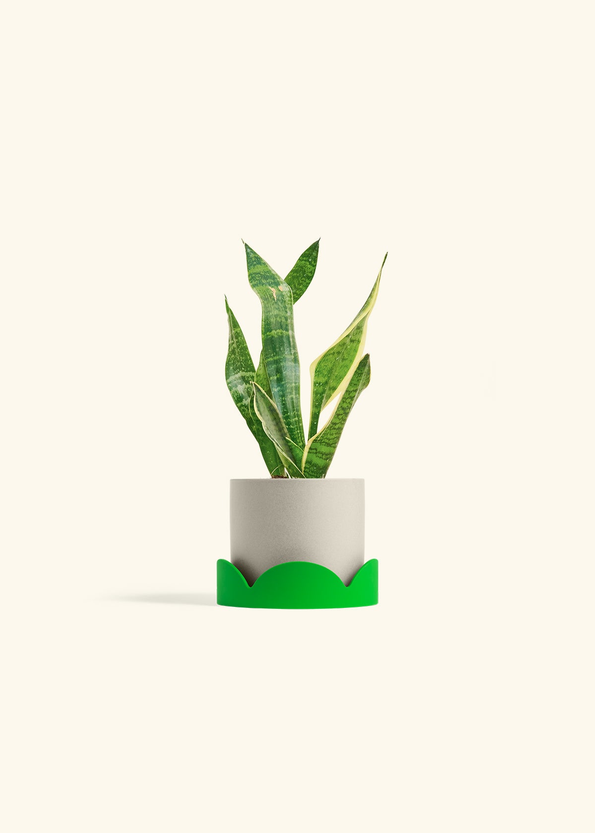 Snake Plant Laurentii in a 4 inches Oat Classic Cylinder Planter in a Shamrock Petal Drip Tray