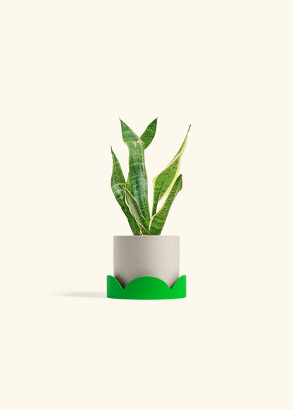 Snake Plant Laurentii in a 4 inches Oat Classic Cylinder Planter in a Shamrock Petal Drip Tray