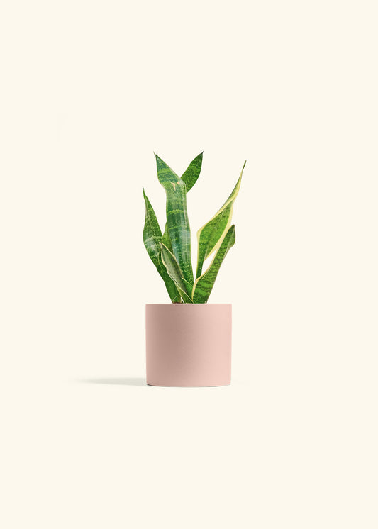 Snake Plant Laurentii in a 4 inches Pink Classic Cylinder Planter in a Shamrock Petal Drip Tray