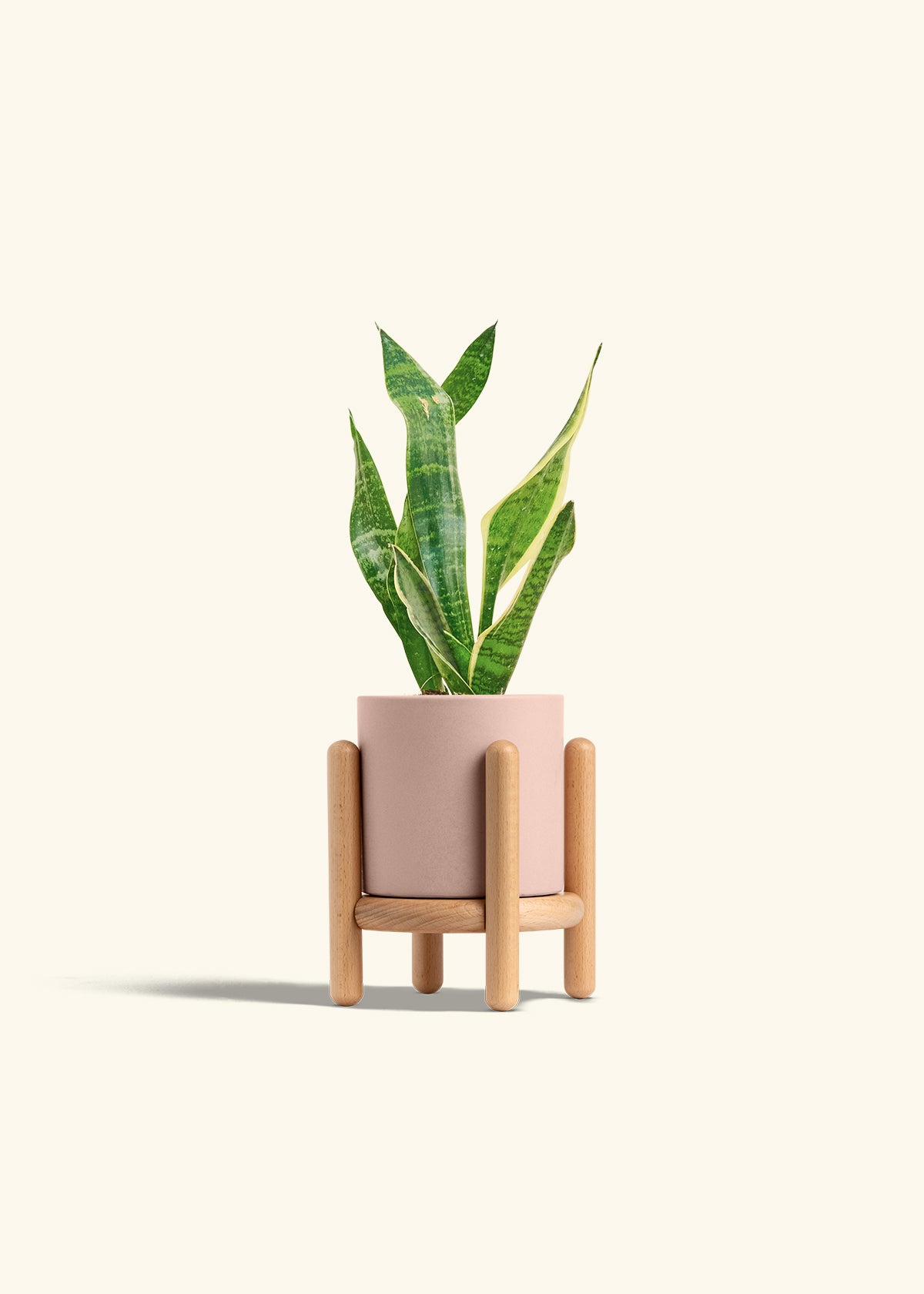 Snake Plant Laurentii in a 4 inches Pink Classic Cylinder Planter in a Oat Petal Drip Tray