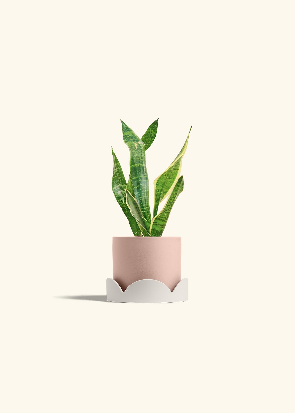 Snake Plant Laurentii in a 4 inches Pink Classic Cylinder Planter in a Beech Wood Stand