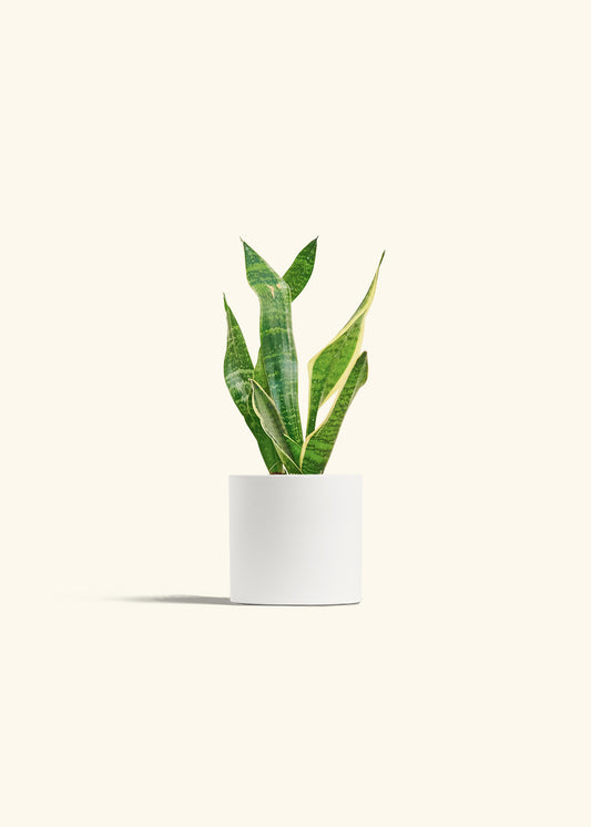 Snake Plant Laurentii in a 4 inches Charcoal Classic Cylinder Planter 