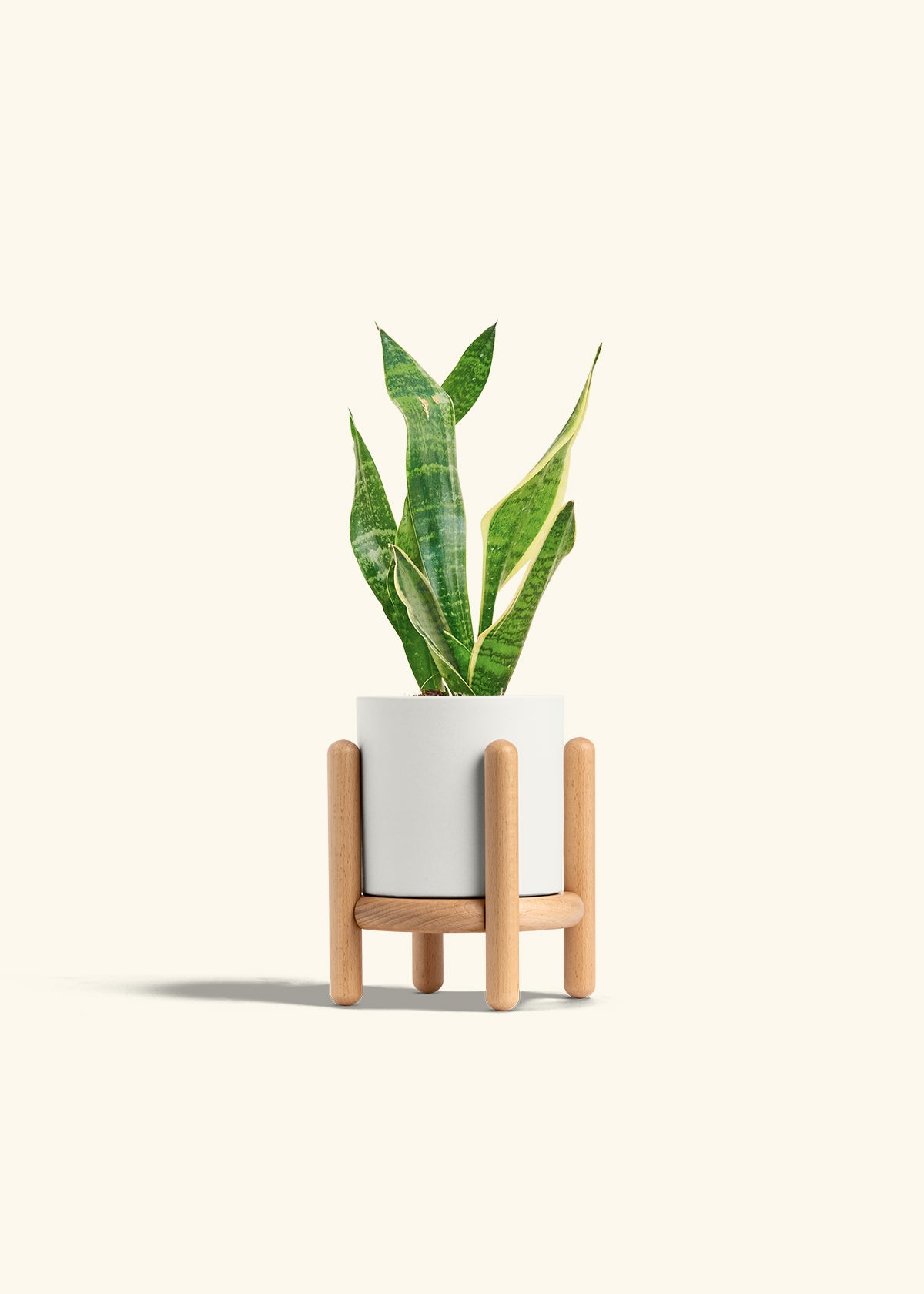 Snake Plant Laurentii in a 4 inches Charcoal Classic Cylinder Planter in a Beech Wood Stand