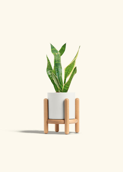 Snake Plant Laurentii in a 4 inches Charcoal Classic Cylinder Planter in a Beech Wood Stand