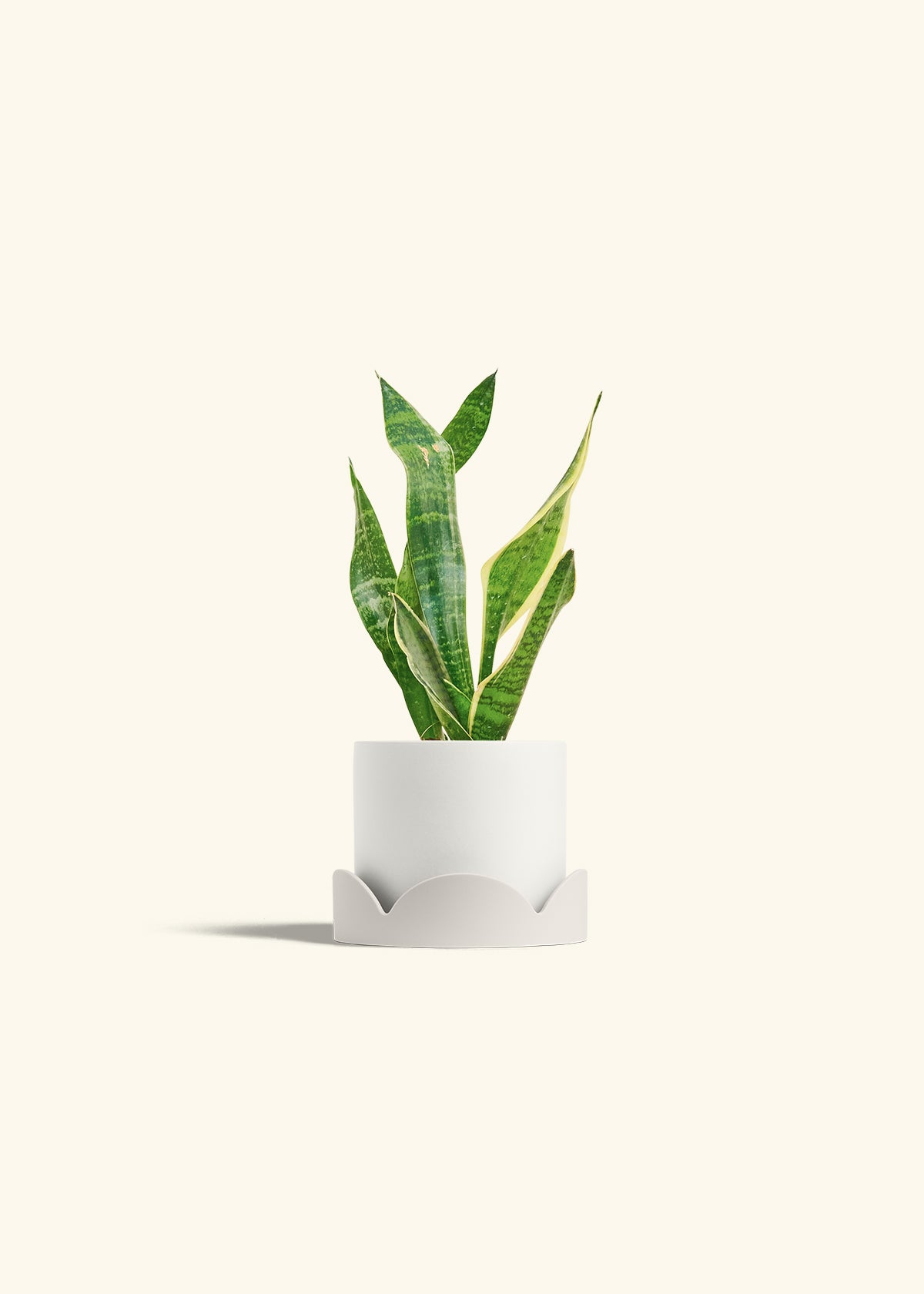 Snake Plant Laurentii in a 4 inches Fat Lip White Planter in a Oat Petal Drip Tray