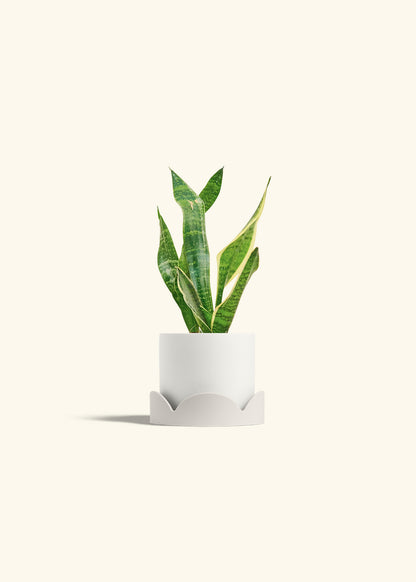 Snake Plant Laurentii in a 4 inches Fat Lip White Planter in a Oat Petal Drip Tray
