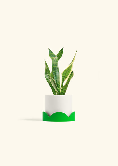 Snake Plant Laurentii in a 4 inches Charcoal Classic Cylinder Planter in a Shamrock Petal Drip Tray