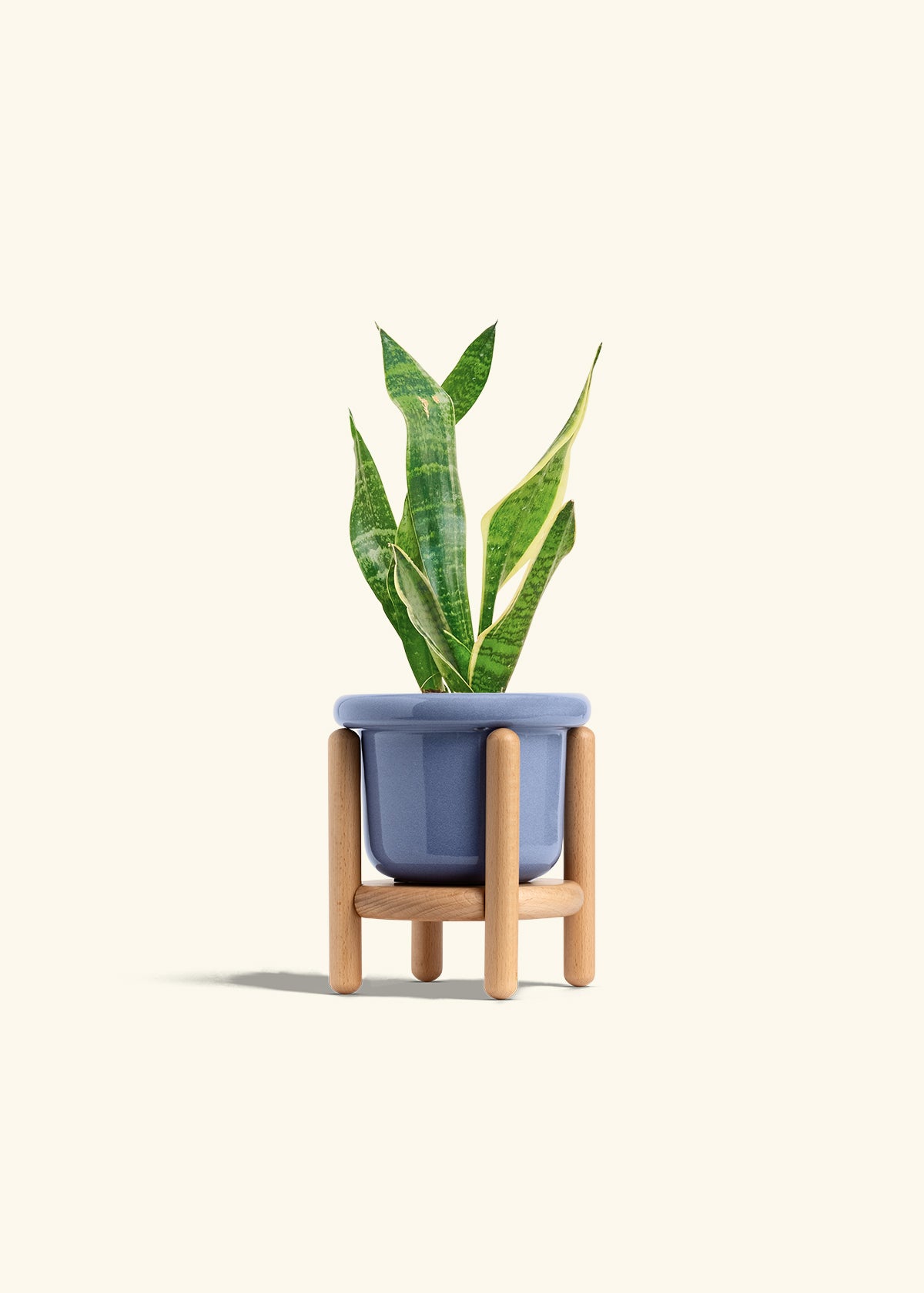Snake Plant Laurentii in a 4 inches Fat Lip Blue Planter in a Beech Wood Stand