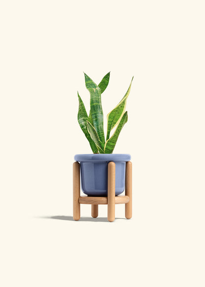 Snake Plant Laurentii in a 4 inches Fat Lip Blue Planter in a Beech Wood Stand