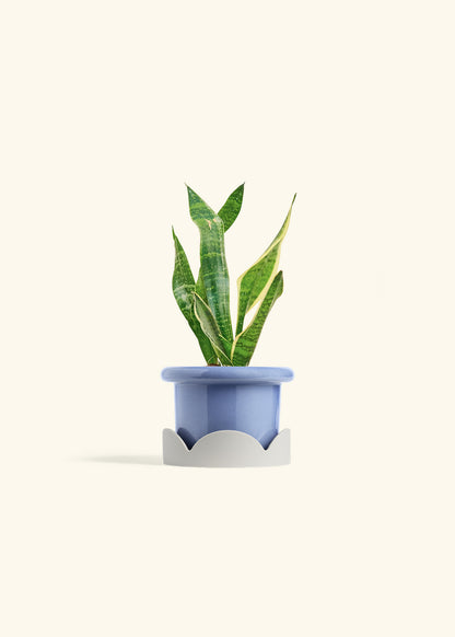 Snake Plant Laurentii in a 4 inches Fat Lip Blue Planter in a Oat Petal Drip Tray