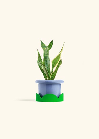 Snake Plant Laurentii in a 4 inches Fat Lip Blue Planter in a Shamrock Petal Drip Tray