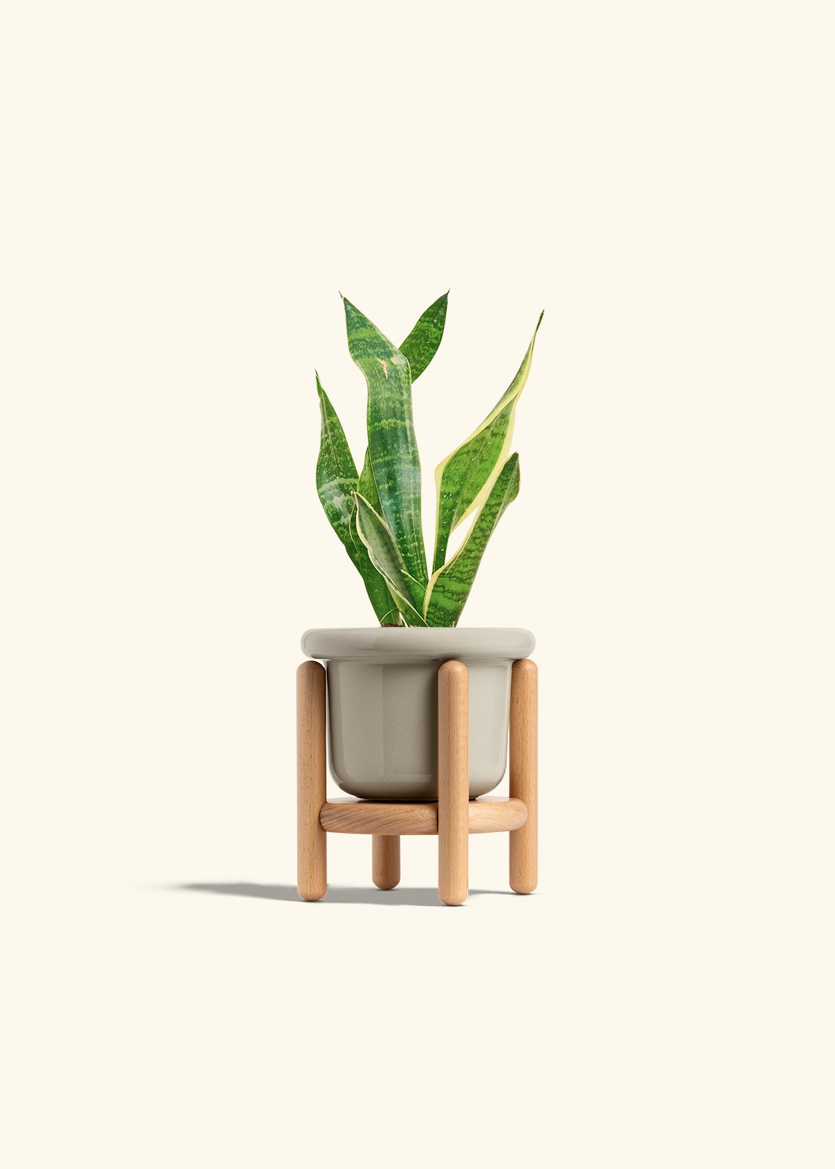 Snake Plant Laurentii in a 4 inches White Classic Cylinder Planter in a Oat Petal Drip Tray