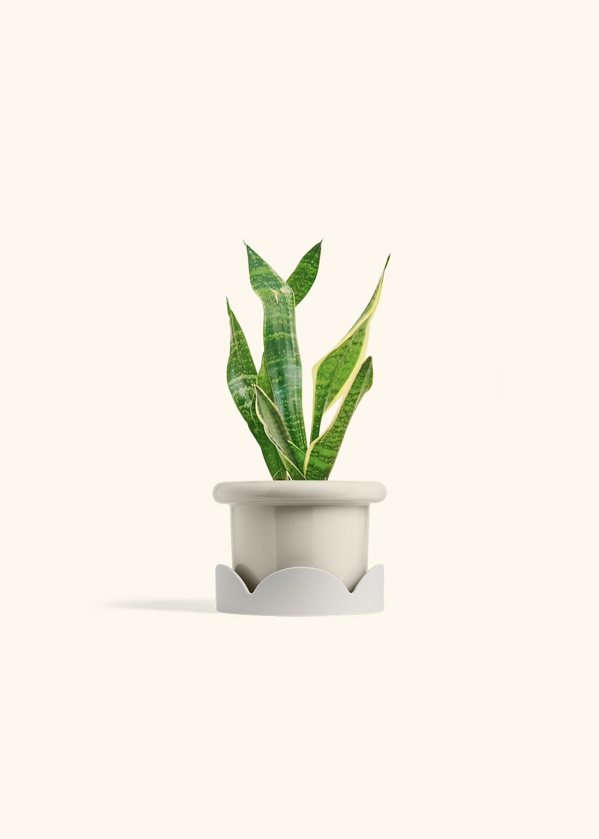 Snake Plant Laurentii in a 4 inches White Classic Cylinder Planter in a Beech Wood Stand