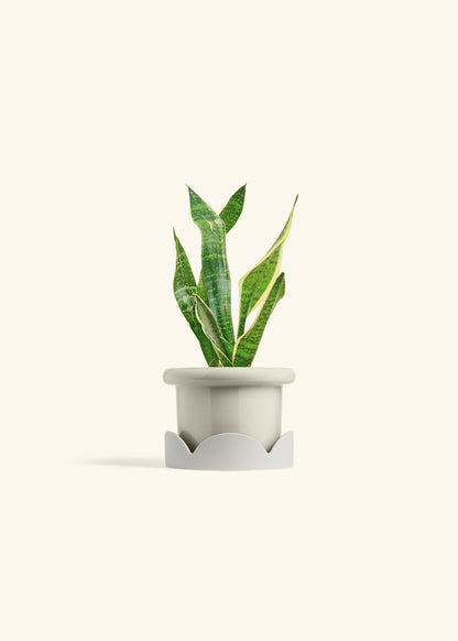 Snake Plant Laurentii in a 4 inches White Classic Cylinder Planter in a Beech Wood Stand