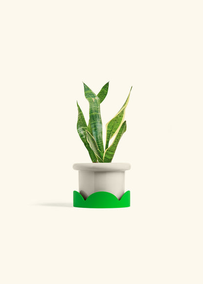 Snake Plant Laurentii in a 4 inches White Classic Cylinder Planter 