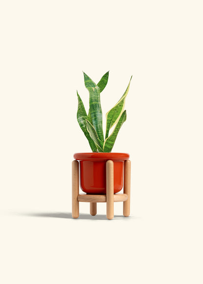 Snake Plant Laurentii in a 4 inches Fat Lip Red Planter in a Beech Wood Stand