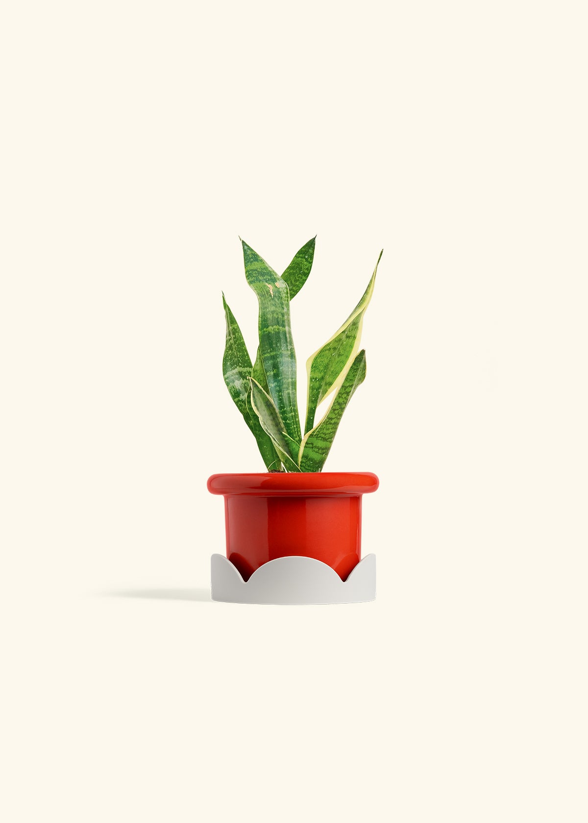 Snake Plant Laurentii in a 4 inches Fat Lip Red Planter in a Oat Petal Drip Tray