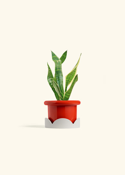 Snake Plant Laurentii in a 4 inches Fat Lip Red Planter in a Oat Petal Drip Tray