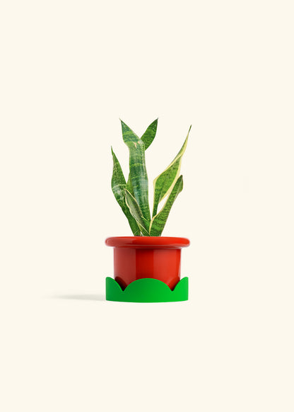 Snake Plant Laurentii in a 4 inches Fat Lip Red Planter in a Shamrock Petal Drip Tray