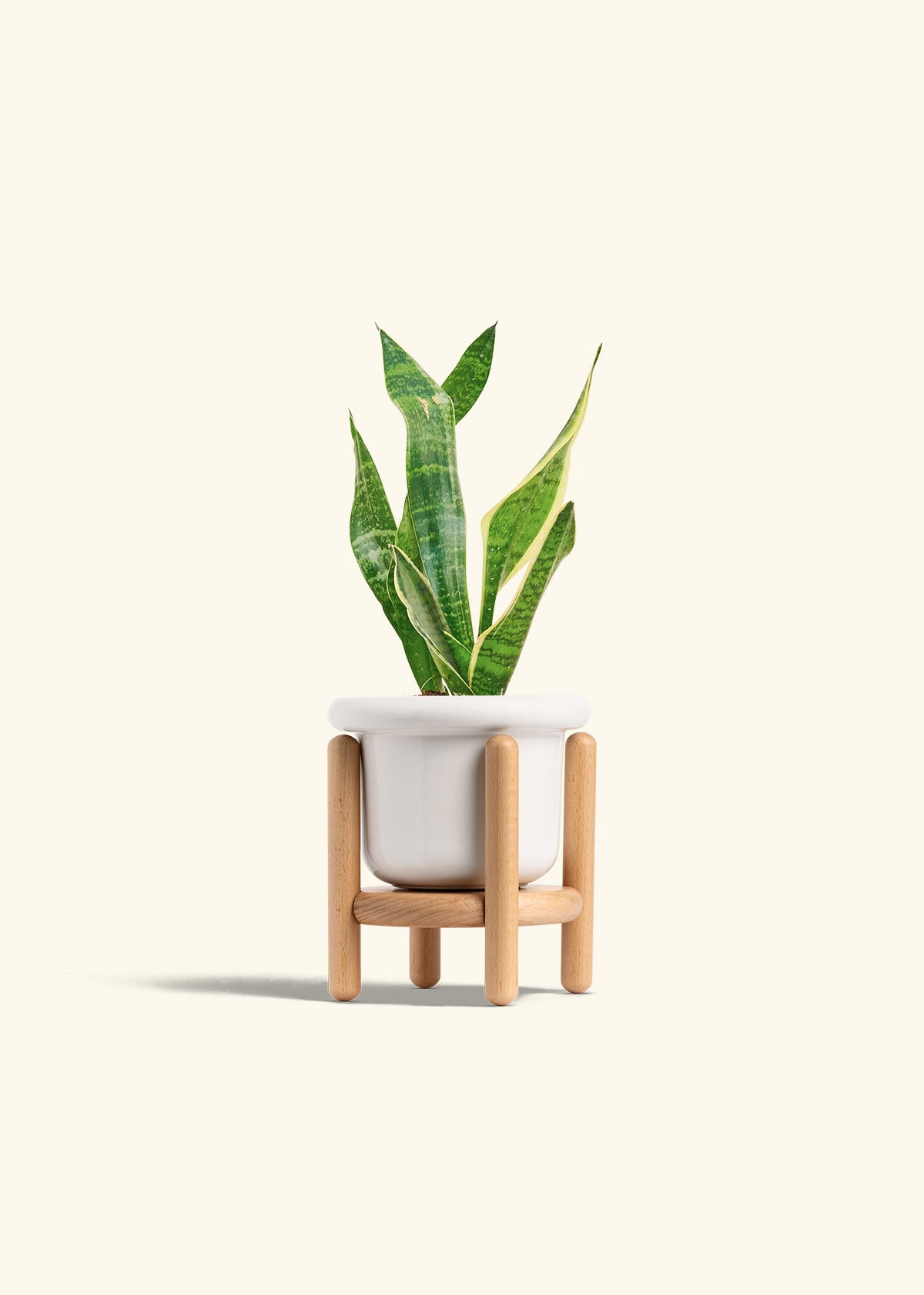 Snake Plant Laurentii in a 4 inches Fat Lip White Planter in a Beech Wood Stand