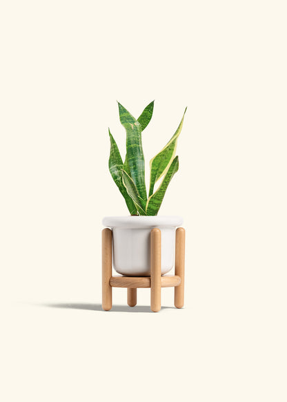 Snake Plant Laurentii in a 4 inches Fat Lip White Planter in a Beech Wood Stand