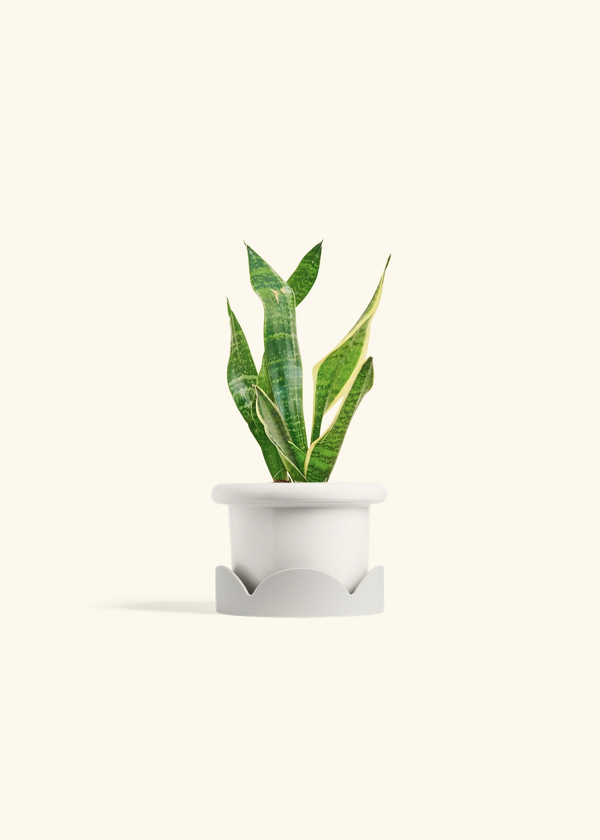 Snake Plant Laurentii in a 4 inches Charcoal Classic Cylinder Planter in a Oat Petal Drip Tray
