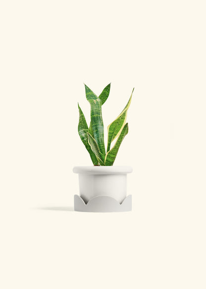 Snake Plant Laurentii in a 4 inches Charcoal Classic Cylinder Planter in a Oat Petal Drip Tray