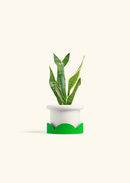 Snake Plant Laurentii in a 4 inches Fat Lip White Planter in a Shamrock Petal Drip Tray