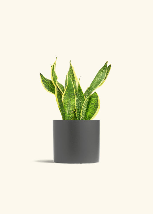 Snake Plant Laurentii in a 6 inches Charcoal Classic Cylinder Planter 