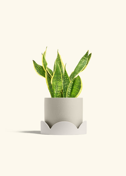 Snake Plant Laurentii in a 6 inches Oat Classic Cylinder Planter in a Oat Petal Drip Tray
