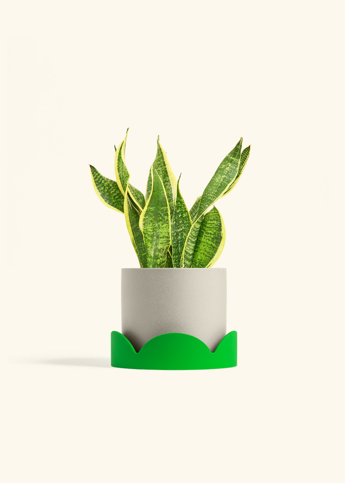 Snake Plant Laurentii in a 6 inches Oat Classic Cylinder Planter in a Shamrock Petal Drip Tray