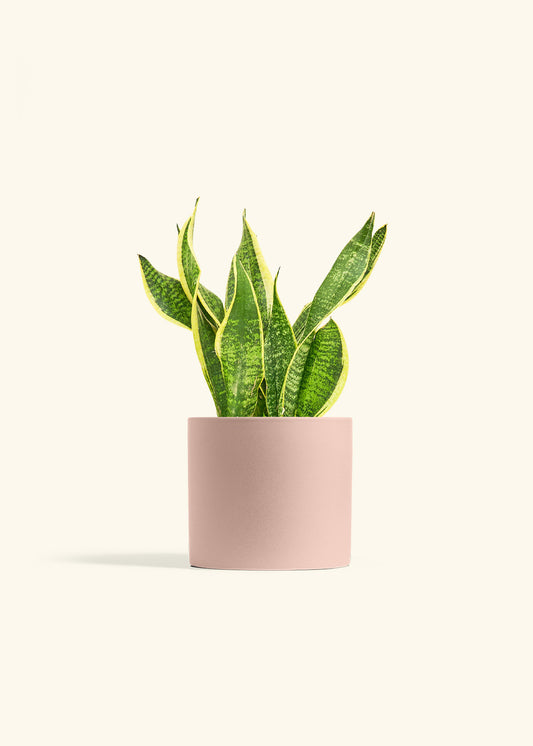 Snake Plant Laurentii in a 6 inches Pink Classic Cylinder Planter 