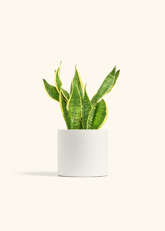 Snake Plant Laurentii in a 6 inches White Classic Cylinder Planter 