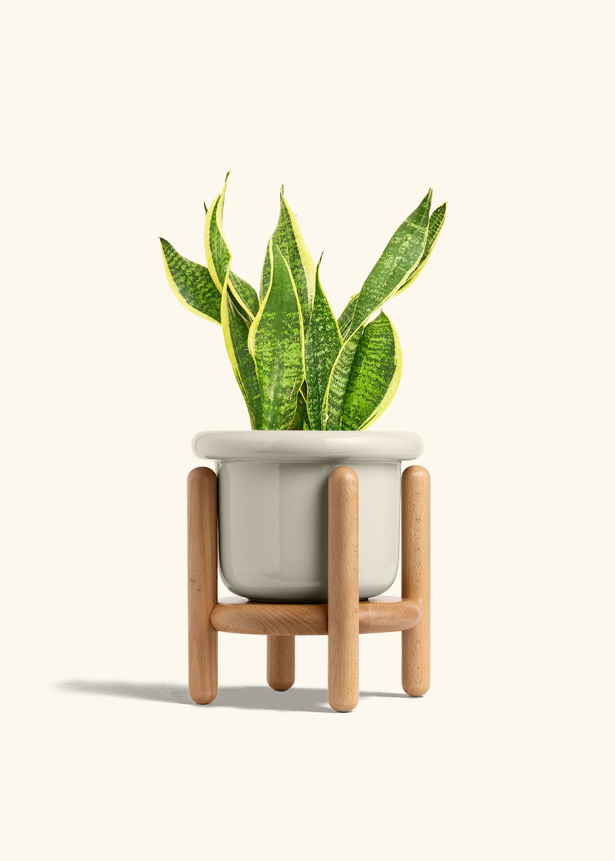 Snake Plant Laurentii in a 6 inches Fat Lip Oat Planter in a Beech Wood Stand