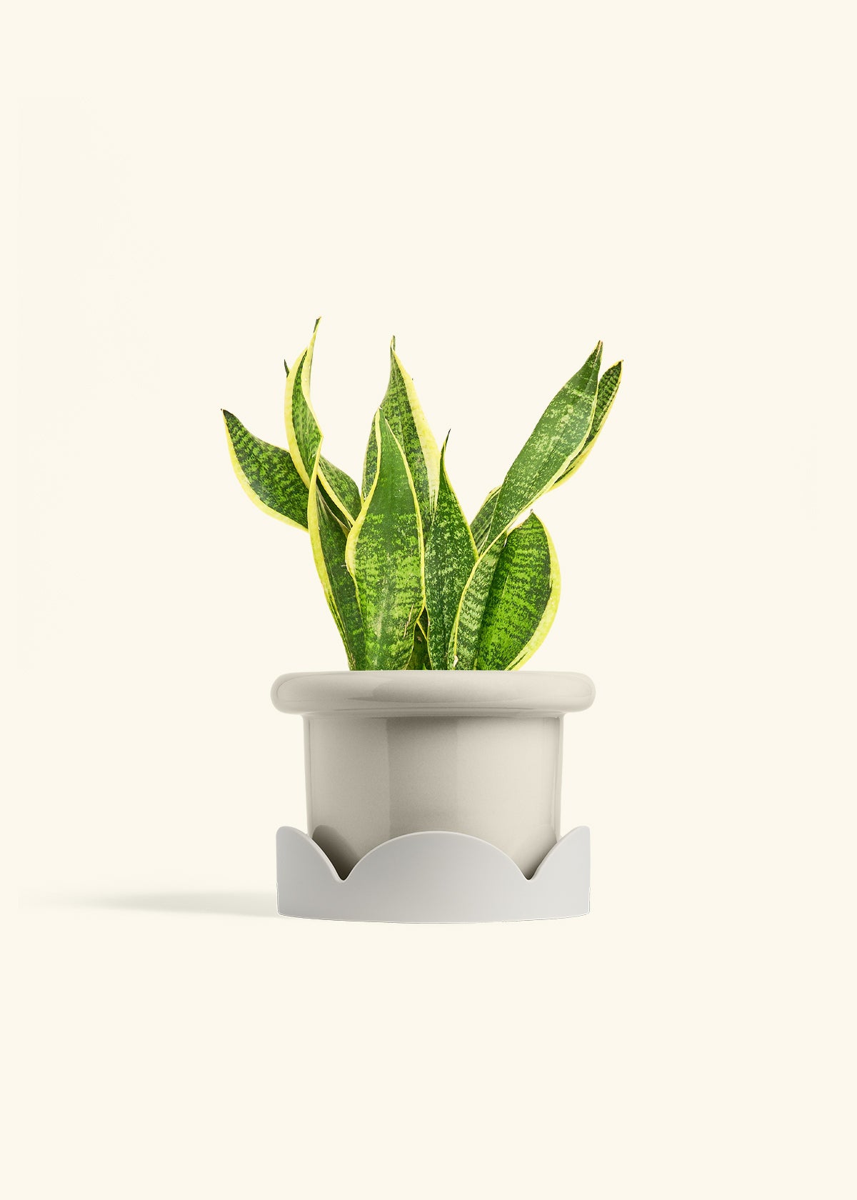 Snake Plant Laurentii in a 6 inches Fat Lip Oat Planter in a Oat Petal Drip Tray