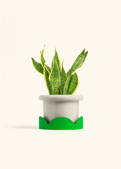 Snake Plant Laurentii in a 6 inches Fat Lip Oat Planter in a Shamrock Petal Drip Tray