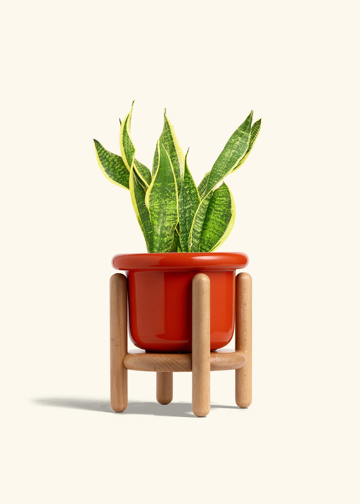 Snake Plant Laurentii in a 6 inches Fat Lip Red Planter in a Beech Wood Stand