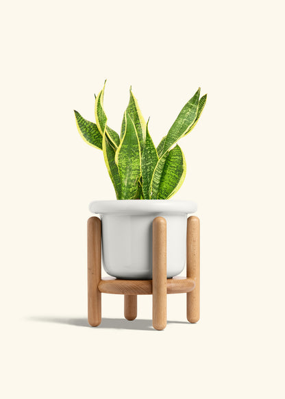 Snake Plant Laurentii in a 6 inches Fat Lip White Planter in a Beech Wood Stand