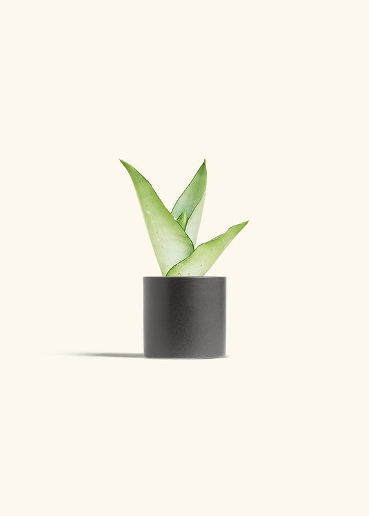 Moonshine Snake Plant in a 4 inches Charcoal Classic Cylinder Planter 
