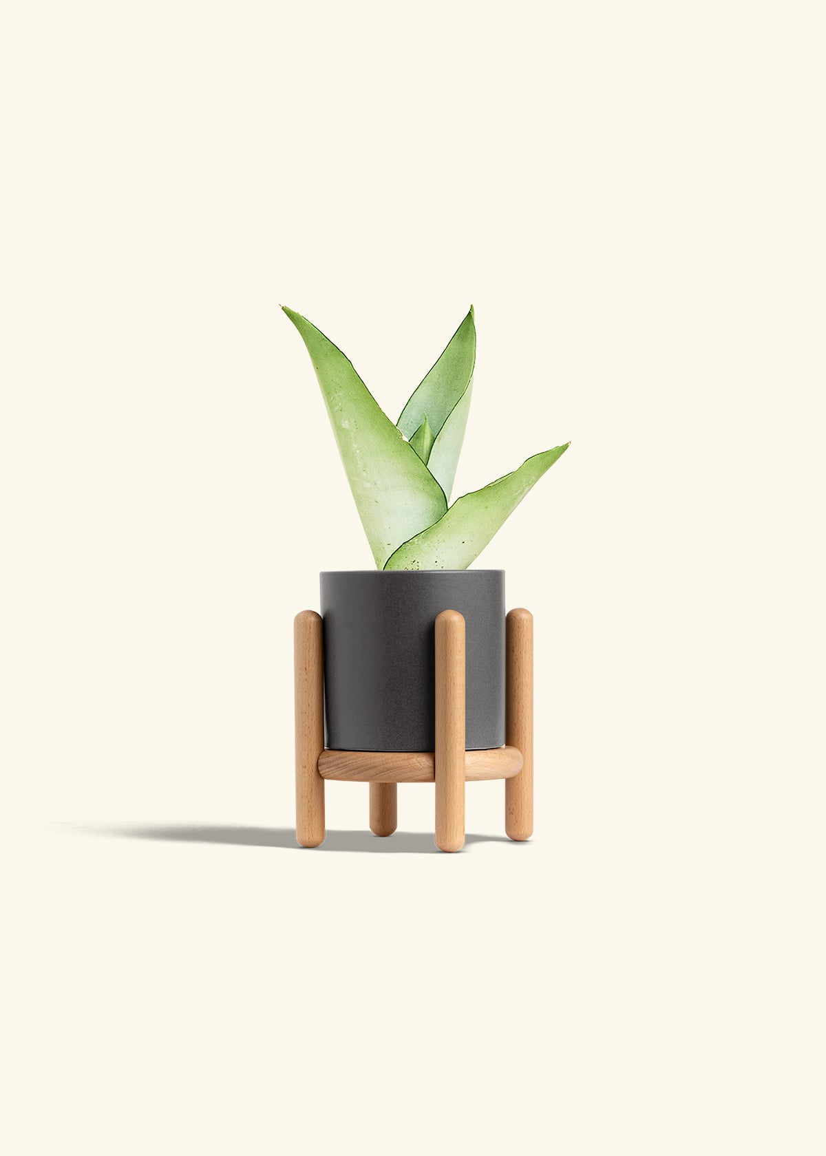 Moonshine Snake Plant in a 4 inches Charcoal Classic Cylinder Planter in a Beech Wood Stand