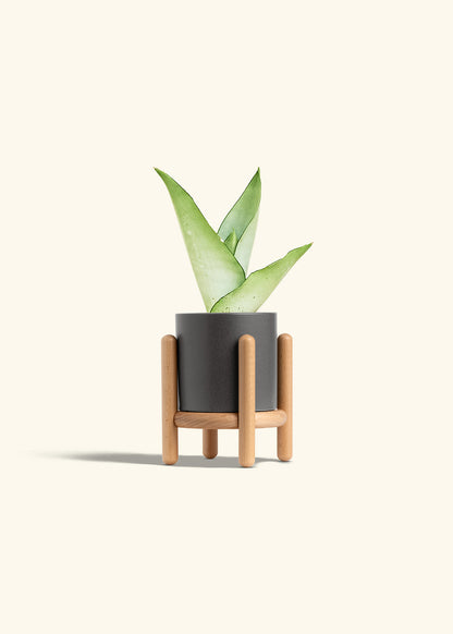 Moonshine Snake Plant in a 4 inches Charcoal Classic Cylinder Planter in a Beech Wood Stand