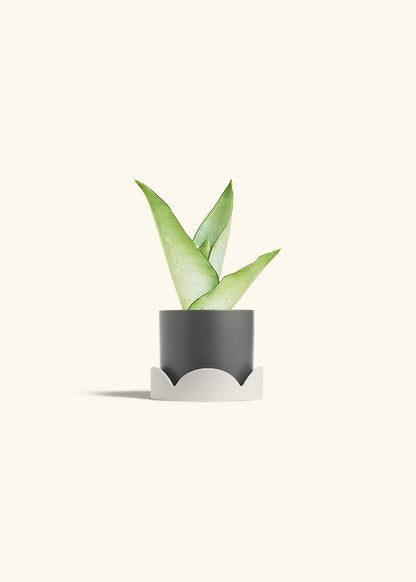 Moonshine Snake Plant in a 4 inches Charcoal Classic Cylinder Planter in a Oat Petal Drip Tray