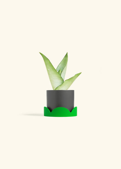 Moonshine Snake Plant in a 4 inches Charcoal Classic Cylinder Planter in a Shamrock Petal Drip Tray