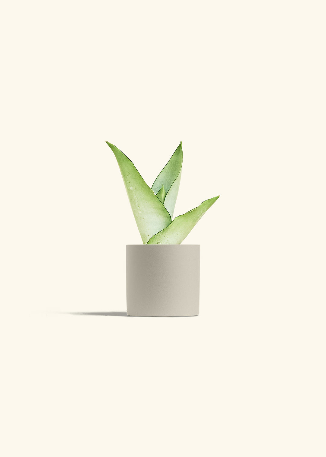 Moonshine Snake Plant in a 4 inches Oat Classic Cylinder Planter 