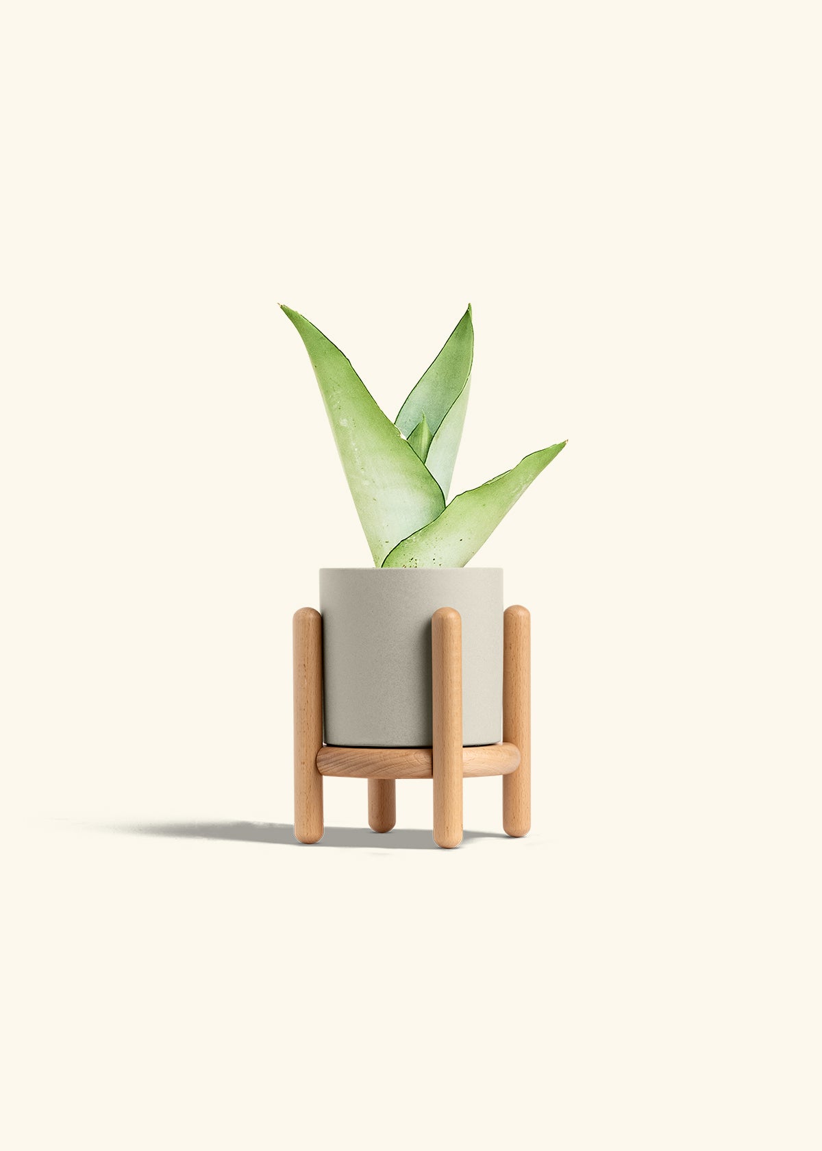 Moonshine Snake Plant in a 4 inches Oat Classic Cylinder Planter in a Beech Wood Stand