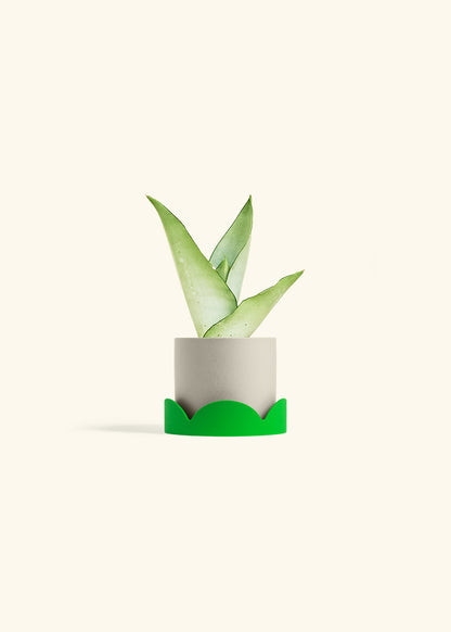 Moonshine Snake Plant in a 4 inches Oat Classic Cylinder Planter in a Shamrock Petal Drip Tray